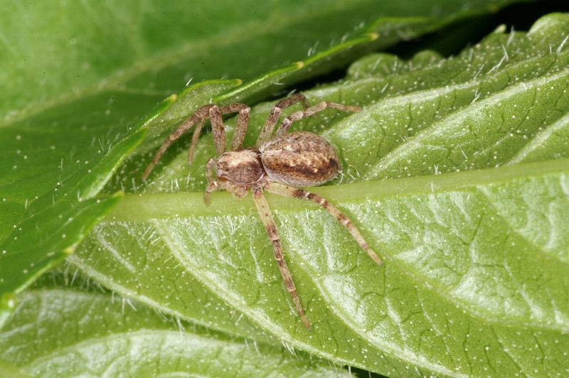 Philodromus_aureolus_D4887_Z_90_Les Gris_Frankrijk.jpg